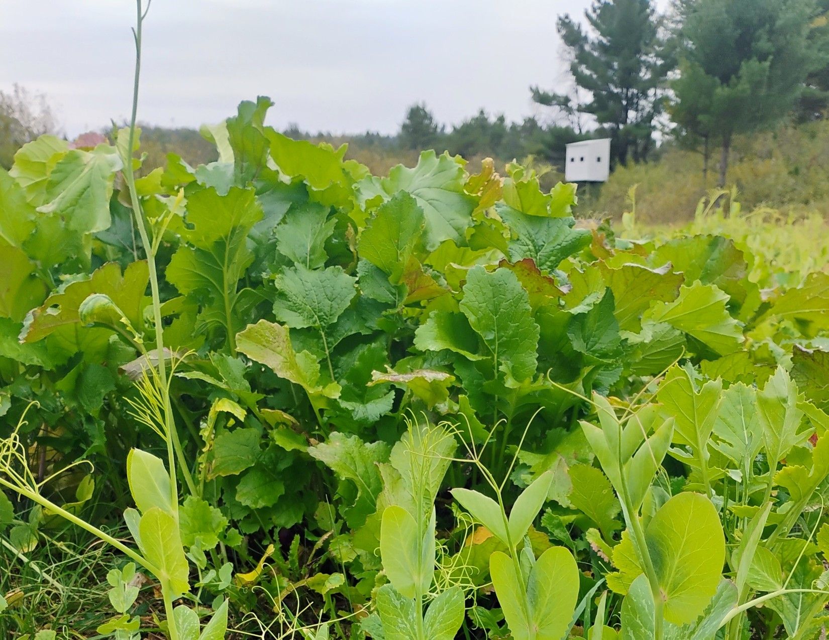 Listing Photo: Trail Camera Photo13